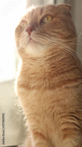 An orange cat enjoys the warmth of the sun while resting at home. The cat has quiet moments of peace as it cozies up in a sunbeam, showing its soft fur and whiskers.