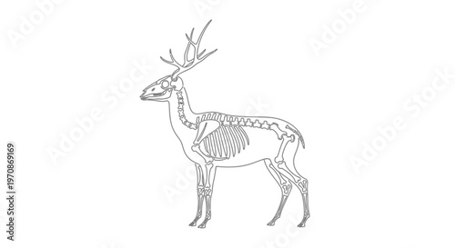 Deer Skeleton Anatomy Outline Illustration