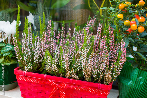 This bright red woven basket holds a dense collection of pink and white heather plants blooming beautifully under the soft light. These potted floral displays create a charming atmosphere.