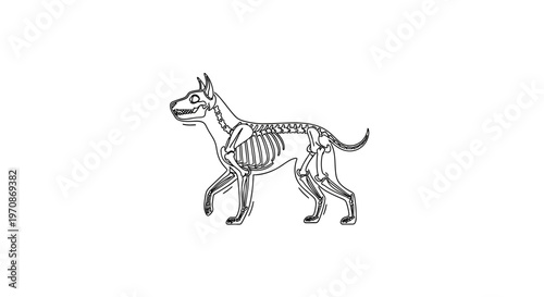 Dog Skeleton Anatomy Illustration - Side View of Canine Bone Structure