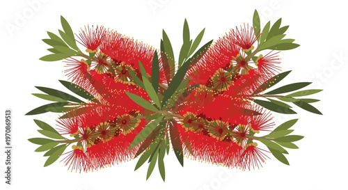 Red Bottlebrush Flower Illustration Isolated on White Background