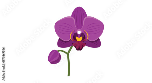 A single purple orchid flower, featuring a yellow and dark red center, is shown with an unopened bud on a green stem against a plain white background.