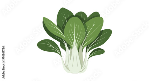 Fresh Bok Choy Vegetable Illustration