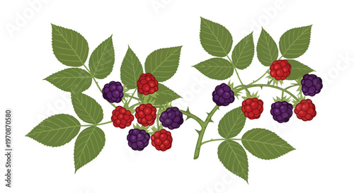 Illustration of Ripening Blackberry and Raspberry Branch with Green Leaves