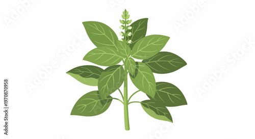 Fresh Green Basil Herb Plant Illustration