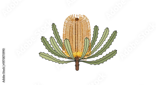 Hand Drawn Illustration of a Banksia Flower with Serrated Leaves