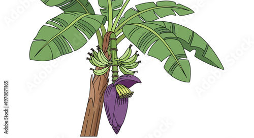Illustration of a Banana Tree with Green Fruit and Purple Blossom