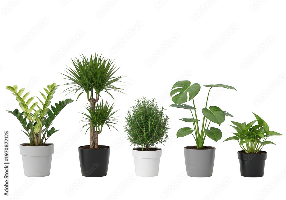 Fototapeta premium A collection of five distinct potted indoor plants featuring variegated and lush green foliage