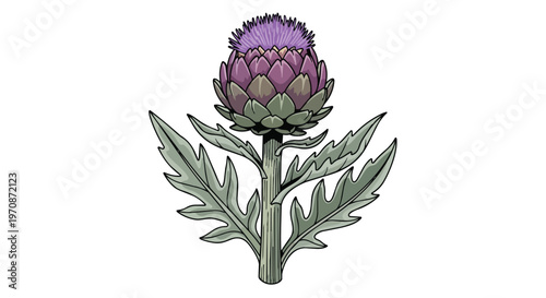 Hand Drawn Illustration of a Purple Artichoke Thistle Flower