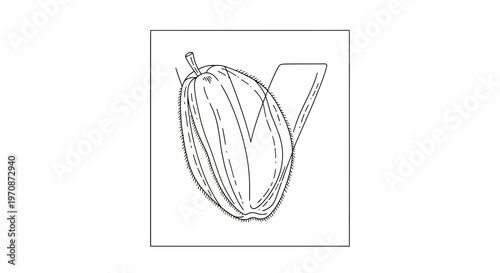 Botanical illustration of a ripe coconut fruit, cut in half, showing its fibrous husk and inner flesh.