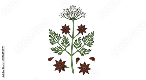 Botanical Illustration of Anise Plant with Star Anise Fruits and Flowers