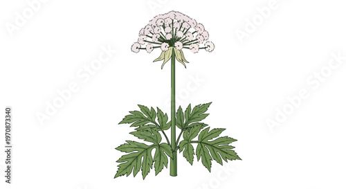 Botanical illustration of a white flowering plant with green leaves isolated on white background