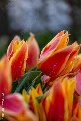 Colorful tulips blooming in spring garden creating vibrant floral pattern
