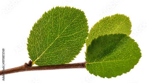 Konstfotografi Vibrant green linden leaves attached to a reddish-brown branch, displaying intri