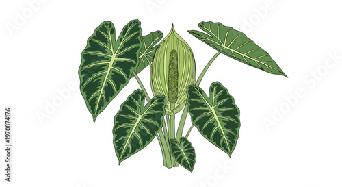 Vintage Botanical Illustration of an Alocasia Plant with Large Green Leaves
