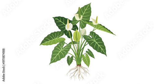 Illustration of a Tropical Alocasia Plant with Visible Roots