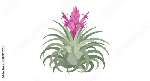 Stylized Illustration of a Blooming Tillandsia Air Plant