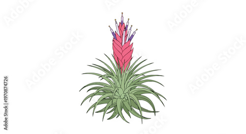 Illustration of a blooming Tillandsia air plant with pink bracts and purple flowers
