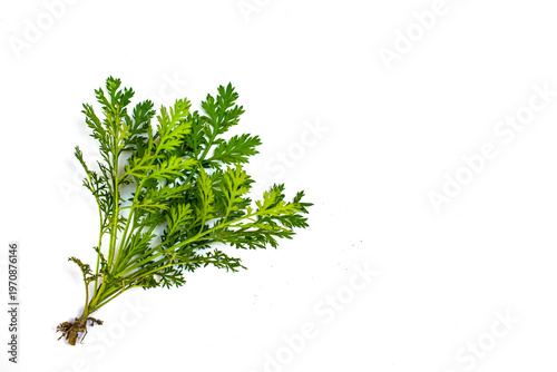 Foto Fresh bunch of chrysanthemum greens, also known as crown daisy or shungiku