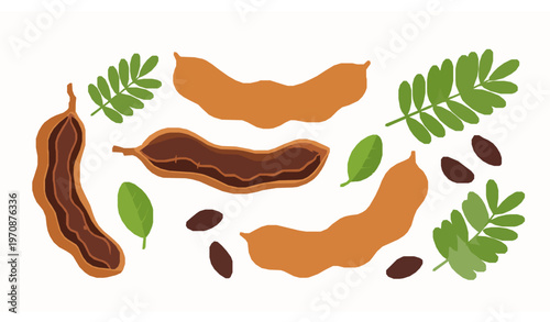 Tamarind fruit vector set with whole and opened pods seeds and leaves in flat cartoon style for packaging design