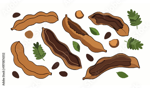 Tamarind fruit cartoon vector with opened pods pulp seeds and leaves in scattered layout for template design
