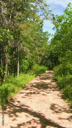 Sunlit Forest Path Through Lush Green Trees In Summer