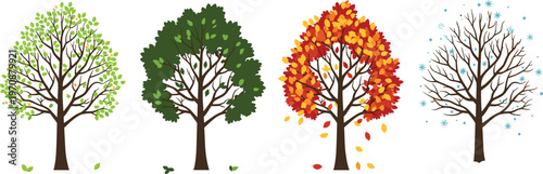 Four seasons tree vector illustration showing spring summer autumn and winter changes in nature for environmental and education design