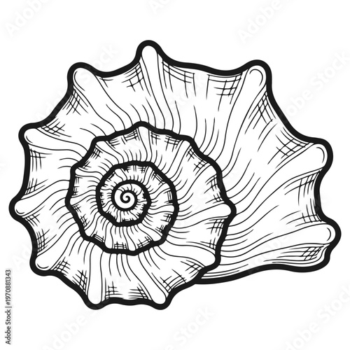 Hand Drawn Seashell Vector Illustration, Vintage Nautical Snail Shell Line Art Sketch, Black and White Marine Mollusk Outline Drawing, Organic Ocean Beach Nature Element for Design and Coloring