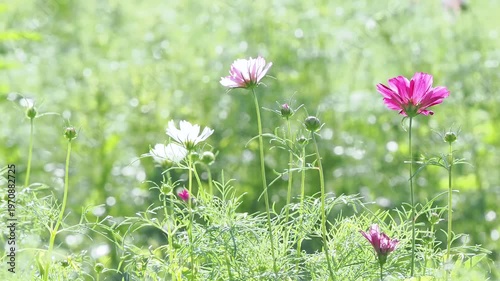 風に揺れるコスモス。公園や花壇にコスモスのある風景。スローモーション。