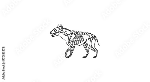 Hyena Skeleton Illustration: Anatomical Outline of a Carnivore