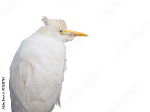 Tableau sur toile Héron garde-bœufs (Bubulcus ibis) en plumage nuptial, portrait naturaliste détou