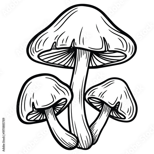 Hand Drawn Mushroom Cluster Vector Illustration, Vintage Botanical Line Art of Forest Fungi, Organic Mycology Sketch, Black and White Nature Element, Outline Drawing for Coloring and Design