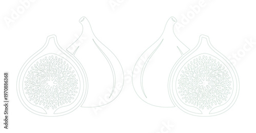 Minimalist fig outline vector, fresh fruit illustration, healthy food ingredient, simple line art design element for packaging and branding