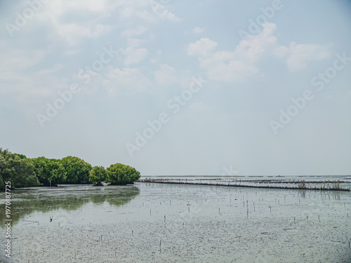 Foto Mangrove mudflat low tide, climate resilience landscape