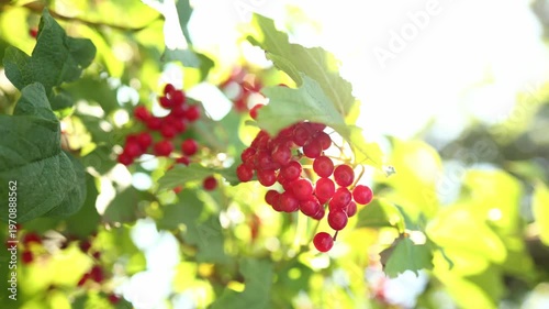 Bright red berries cluster on green leaves, basking in sunlight. This garden scene showcases nature's beauty during a sunny day, evoking a sense of tranquility and abundance.