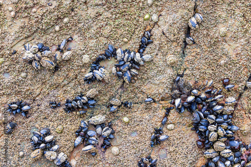 Blue mussel and barnacles on a rock face in low tide