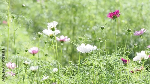 風に揺れるコスモス。公園や花壇にコスモスのある風景。スローモーション。