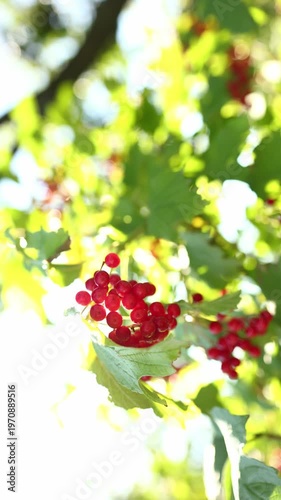 Bright red berries cluster on green leaves, basking in sunlight. This garden scene showcases nature's beauty during a sunny day, evoking a sense of tranquility and abundance.