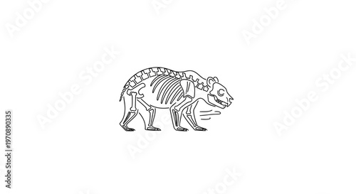 Bear skeleton walking, outline drawing, white background, educational, anatomy, wildlife