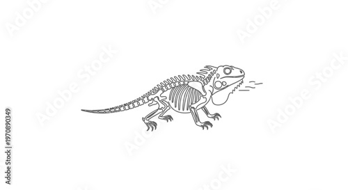 Bearded Dragon Skeleton Illustration - Anatomical Line Art