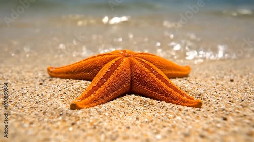 Orange starfish resting on sand with waves in background