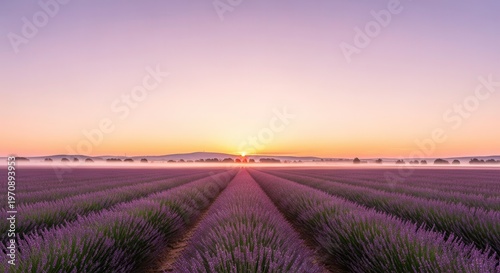 Lavender field stretches toward the horizon under a soft sunrise sky.