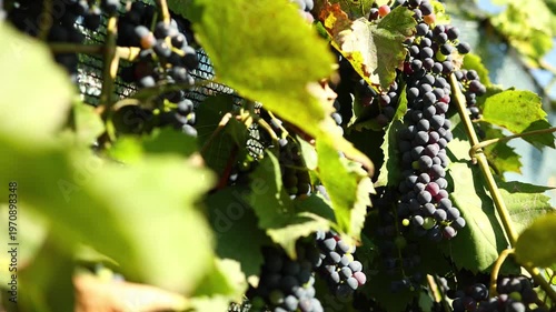 Vines are heavy with clusters of ripe grapes, glistening in the sunlight. The vineyard is full of green leaves, creating a vibrant atmosphere in the fresh air.