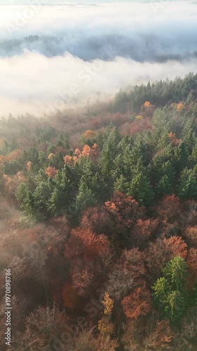 Aerial drone footage (vertical format) of circling over stunning foggy autumnal forest at sunrise