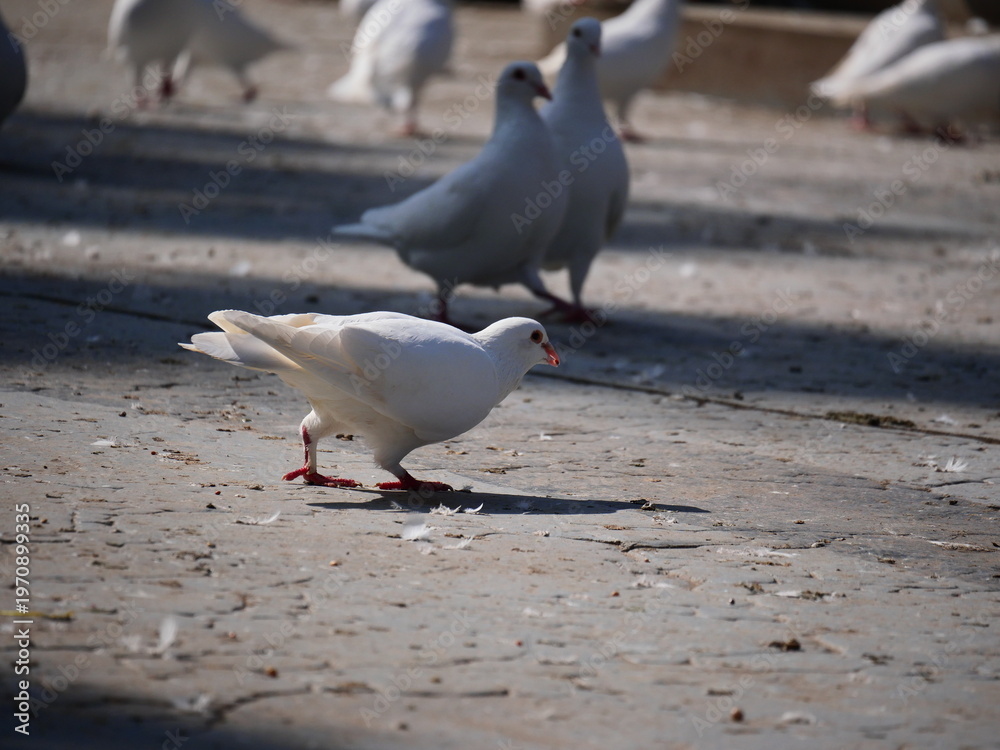 Fototapeta premium pigeon on the ground