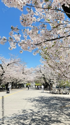 Cherry Blossoms Sakura 桜