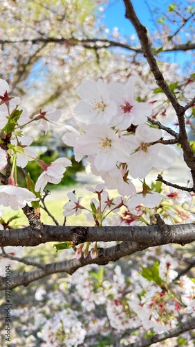 Cherry Blossoms Sakura 桜