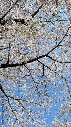 Cherry Blossoms Sakura 桜