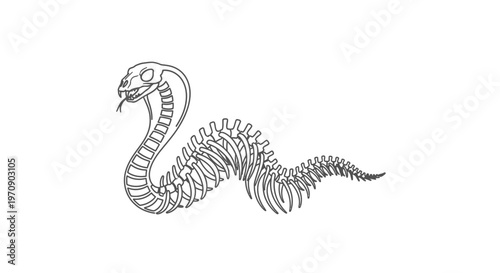 Snake Skeleton Outline Drawing, Reptile Bone Structure, Halloween Spooky Illustration