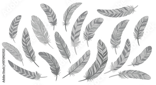 Detailed collection of bird feathers in grayscale showing different shapes sizes and intricate striped patterns.